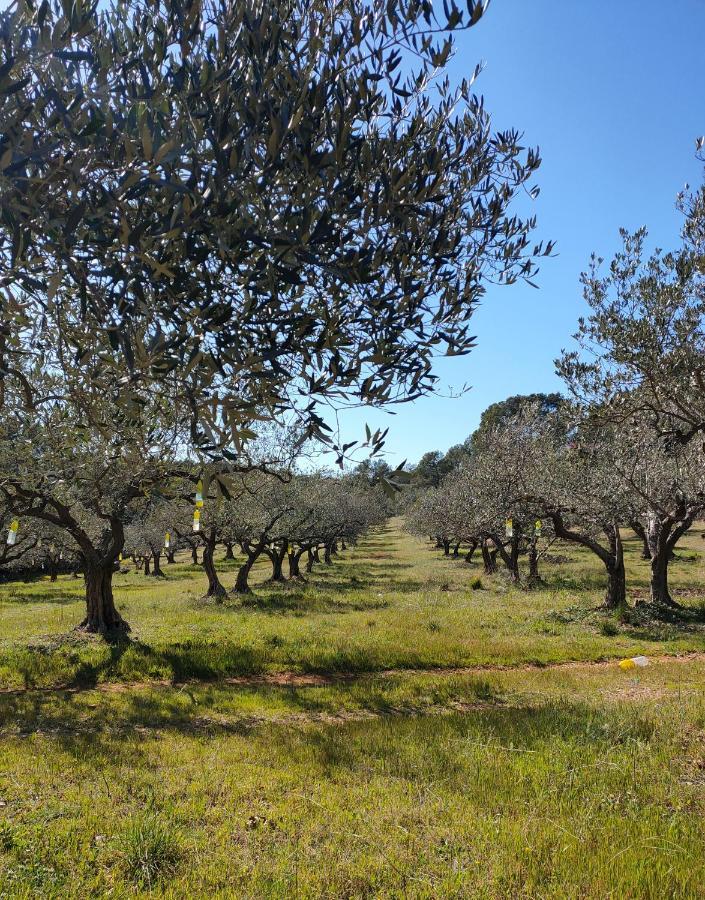 Les Hauts Du Peireguier Alojamento de Acomodação e Pequeno-almoço La Motte